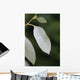 eucalyptus Wall Mural