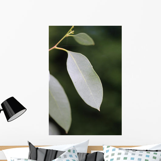 eucalyptus Wall Mural