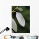 eucalyptus Wall Mural