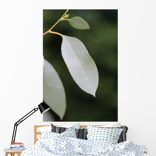 eucalyptus Wall Mural
