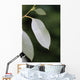 eucalyptus Wall Mural