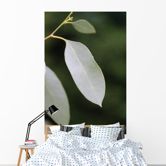 eucalyptus Wall Mural
