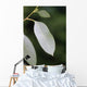 eucalyptus Wall Mural