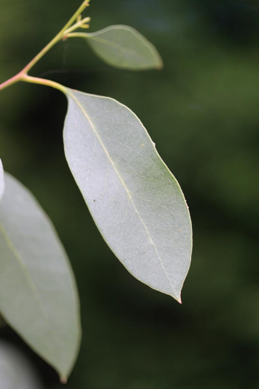eucalyptus Wall Mural