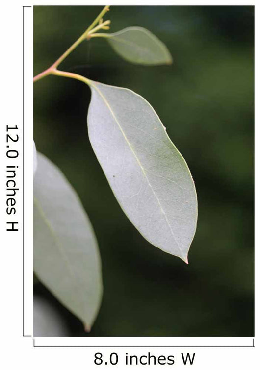 eucalyptus Wall Mural