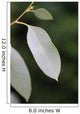 eucalyptus Wall Mural