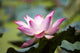 Lotus Flower