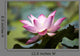 Lotus Flower