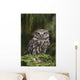 Little Owl Athene Noctua Wall Mural