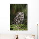 Little Owl Athene Noctua Wall Mural