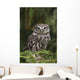 Little Owl Athene Noctua Wall Mural
