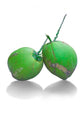 Fresh Coconut