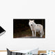 Arctic Wolf Looking at the Camera Wall Mural