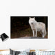 Arctic Wolf Looking at the Camera Wall Mural