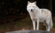 Arctic Wolf Looking at the Camera Wall Mural