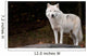 Arctic Wolf Looking at the Camera Wall Mural