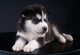 Cute Siberian Husky Puppy
