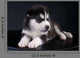 Cute Siberian Husky Puppy