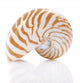 Nautilus Pompilius Sea Shell Wall Decal