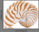 Nautilus Pompilius Sea Shell Wall Decal