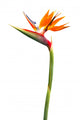 Bird Paradise Flower