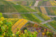 Vineyards
