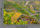 Vineyards