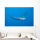 Eagle Ray Wall Mural