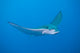 Eagle Ray Wall Mural