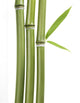 Bamboo Leaves and Stalks