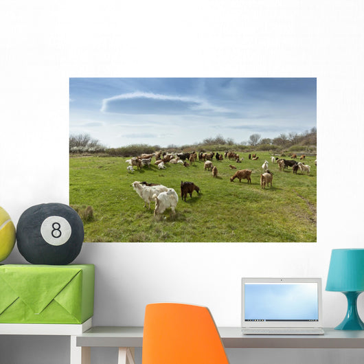 Herd Goats Countryside