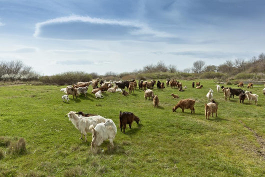 Herd Goats Countryside