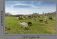 Herd Goats Countryside