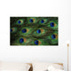 Texture Feathers Peacock
