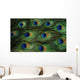 Texture Feathers Peacock