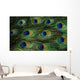 Texture Feathers Peacock