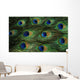 Texture Feathers Peacock