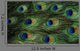 Texture Feathers Peacock