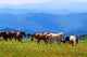Mountains Landscape with Horses