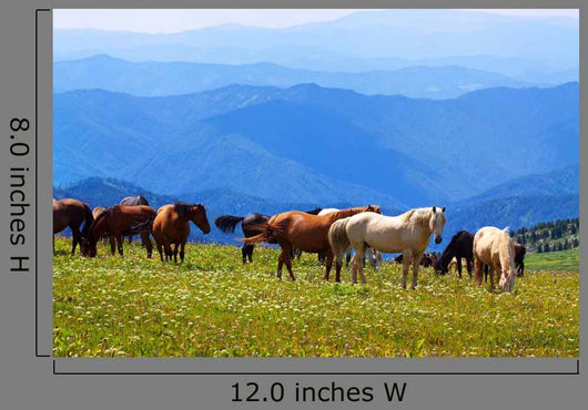 Mountains Landscape with Horses
