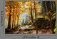 Forest in Autumn Wall Mural
