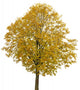 Autumnal Tree White Wall Decal