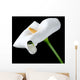 Beautiful White Calla Lily