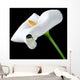 Beautiful White Calla Lily