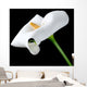 Beautiful White Calla Lily