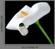 Beautiful White Calla Lily