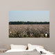 Cotton Fields Blossom Wall Mural