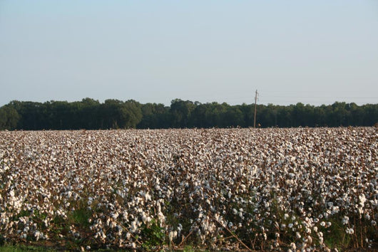 Cotton Fields Blossom Wall Mural