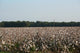 Cotton Fields Blossom Wall Mural