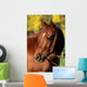 Western Horse Autumn
